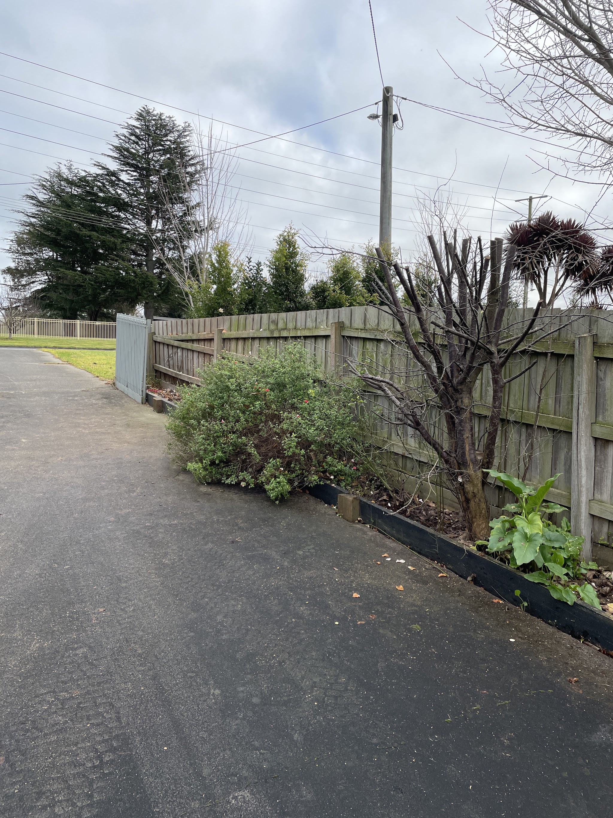 A tree along a driveway fence line, cut back hard, photographed after the work was finished.