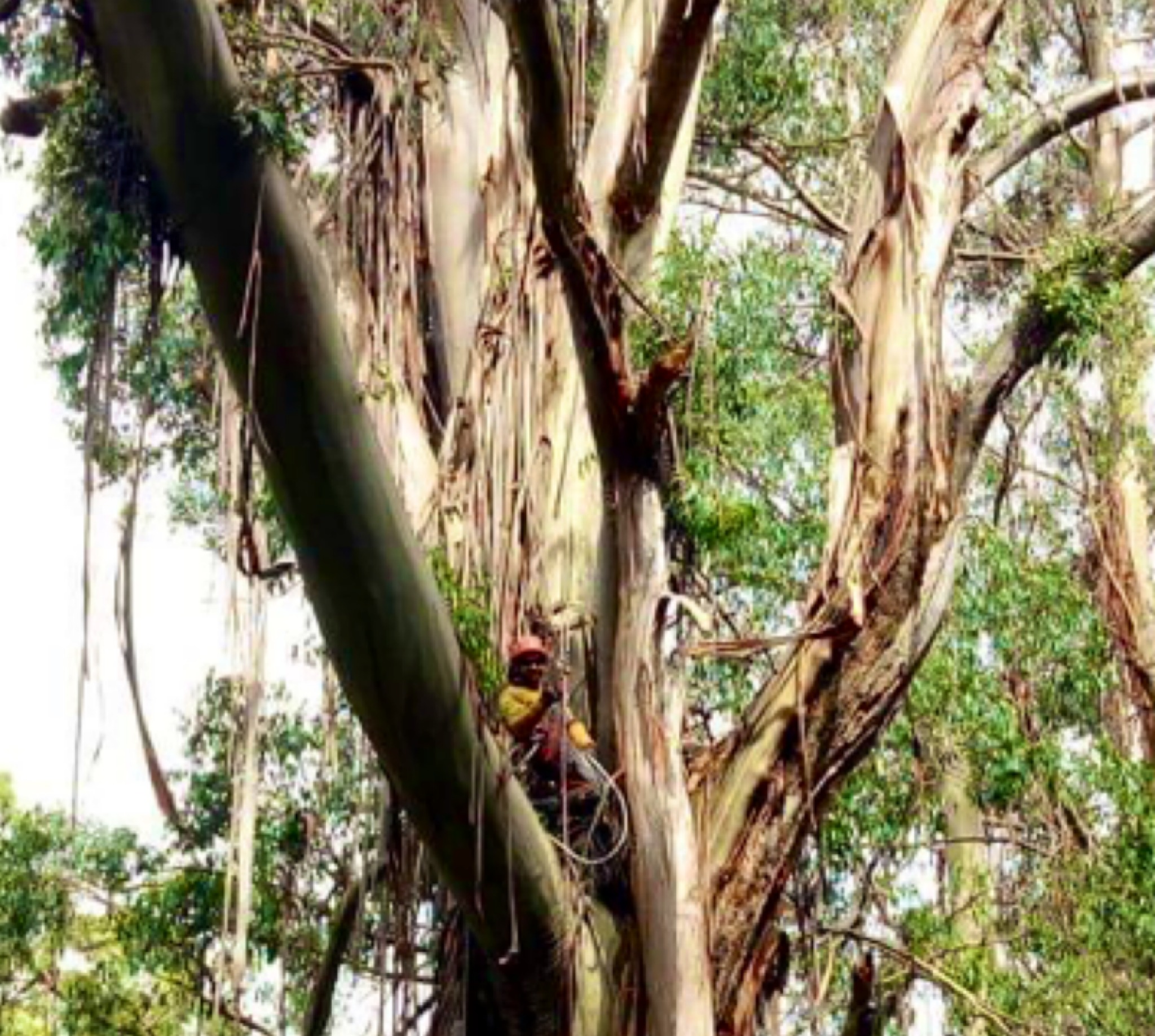 A Gippsland Tree Services climber roped into the fork of a large shedding gum, part way up the trunk.