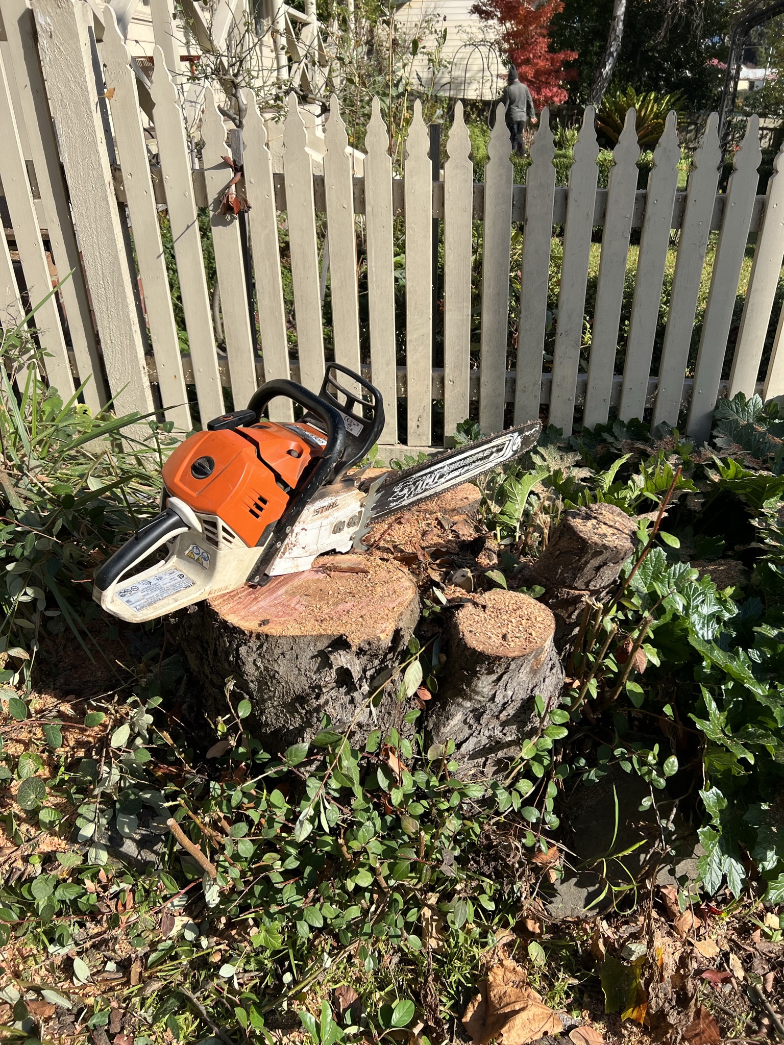 A Stihl chainsaw resting on a freshly cut tree stump beside a white picket fence, with cut rounds of timber stacked nearby.