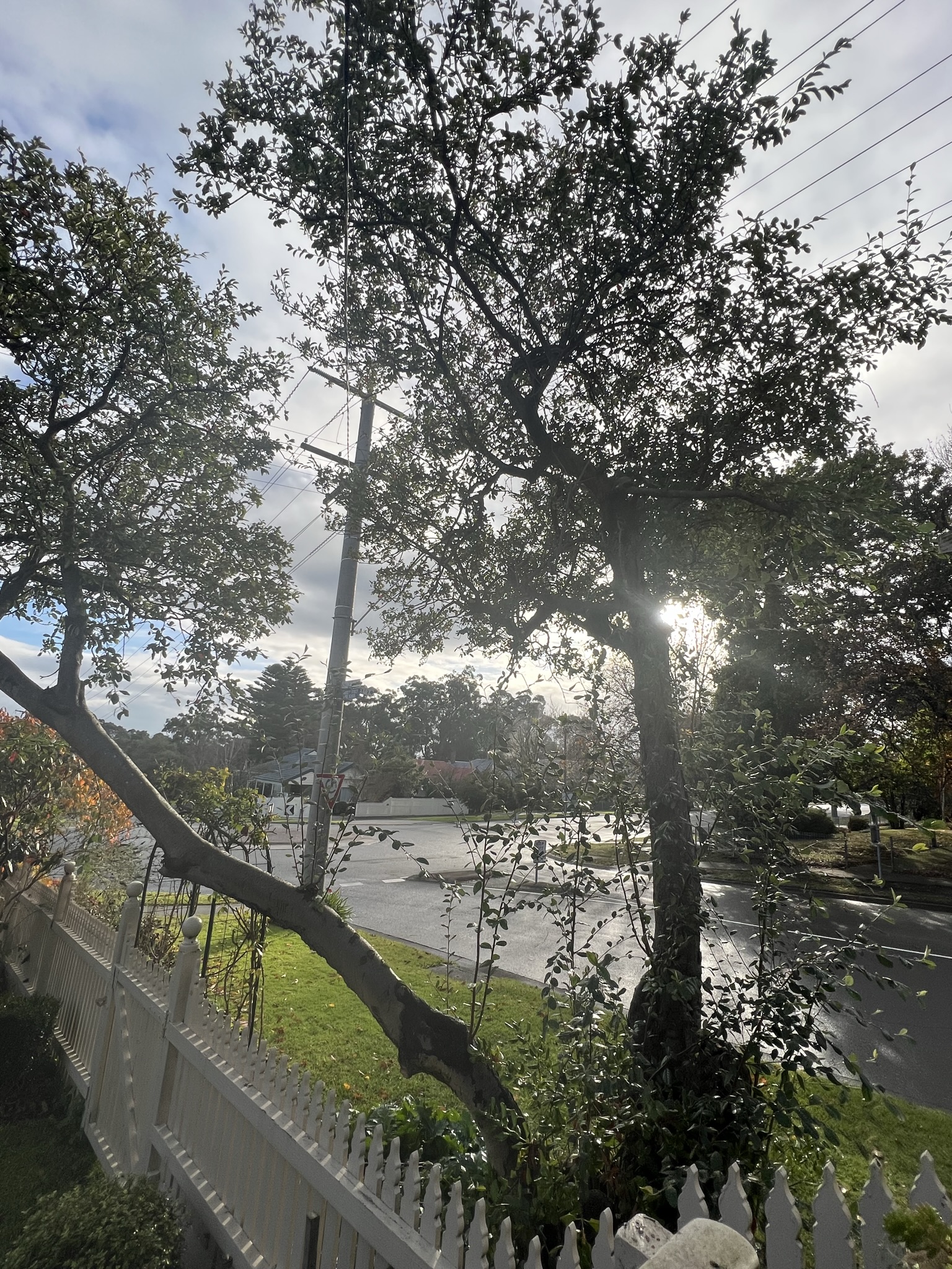 A large tree leaning over a white picket fence towards a road and overhead powerlines, backlit by low sun, before any work has been done.