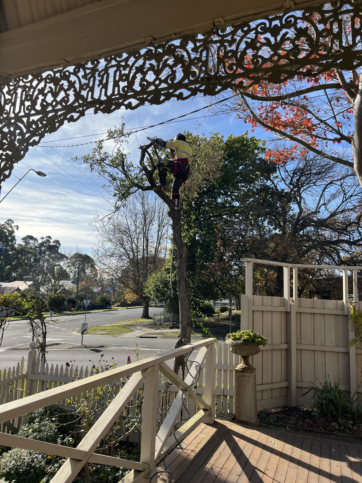 A climber in hi-vis working with a chainsaw at the top of a tree in a Leongatha street, photographed from under a Victorian verandah with cast iron lacework.