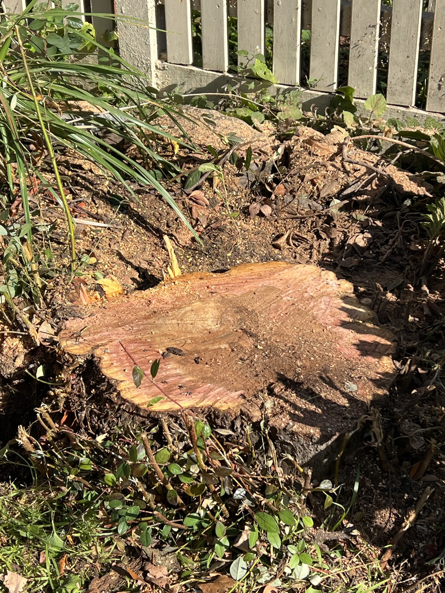 A wide freshly cut tree stump surrounded by pale sawdust in a garden bed against a picket fence.