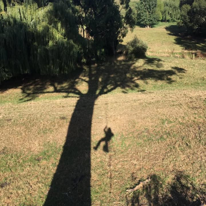 Looking down from high in a tree at the shadow it casts across a sunlit paddock, with the climber's own shadow hanging on the rope halfway up the trunk.
